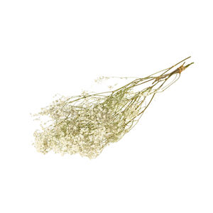 Gypsophila Natural White