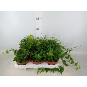 Hedera helix 'Shamrock'