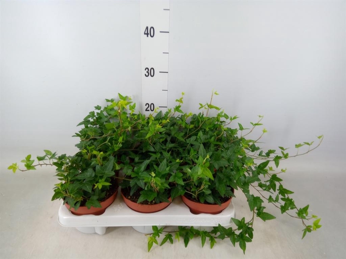 <h4>Hedera helix 'Shamrock'</h4>