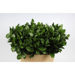 RUSCUS HYPOPHYLLUM