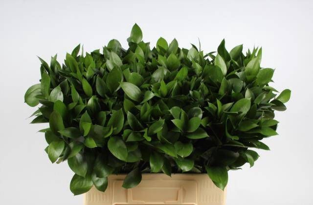<h4>RUSCUS HYPOPHYLLUM</h4>