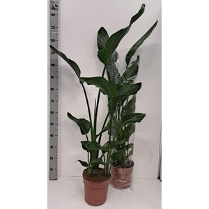 STRELITZIA NICOLAI