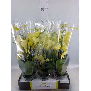 Phalaenopsis   ...yellow
