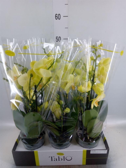 <h4>Phalaenopsis   ...yellow</h4>