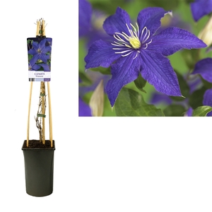 Clematis 'Rhapsody' +light label