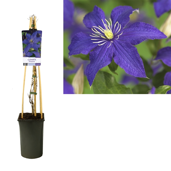 <h4>Clematis 'Rhapsody' +light label</h4>