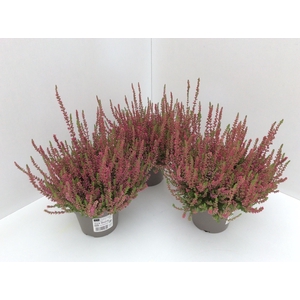 Calluna vulg. Dark Beauty