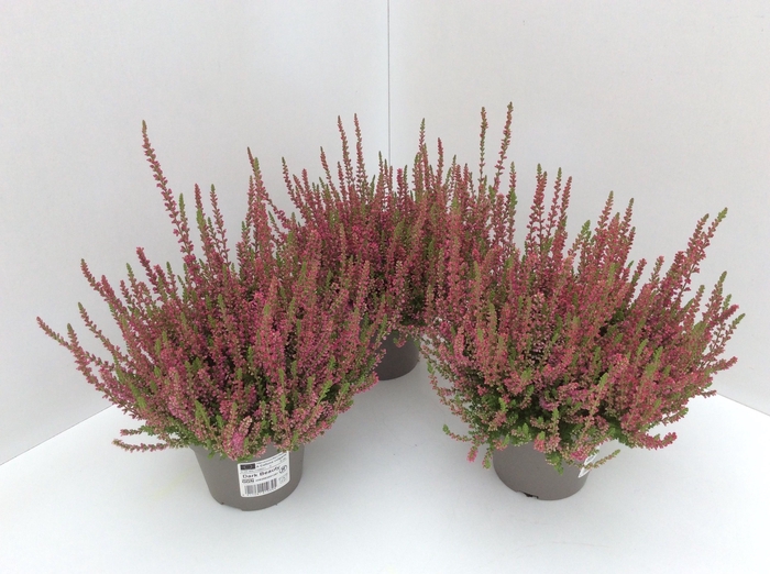 <h4>Calluna vulg. Dark Beauty</h4>