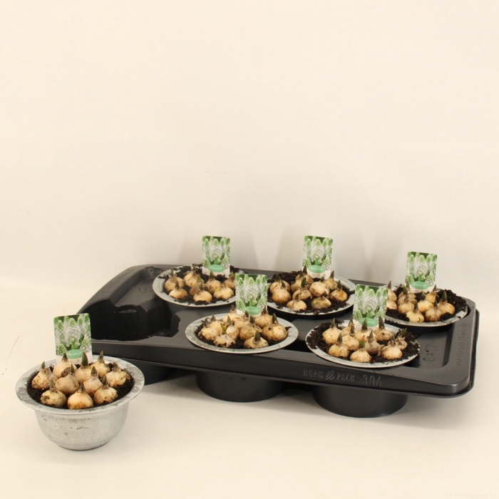 <h4>MUSCAR WHITE MAGIC</h4>