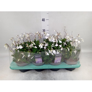 Streptocarpus   ...