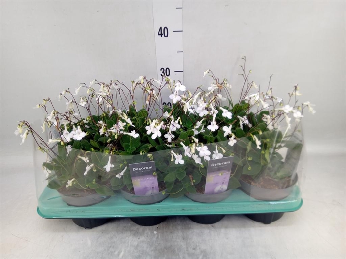 <h4>Streptocarpus   ...</h4>