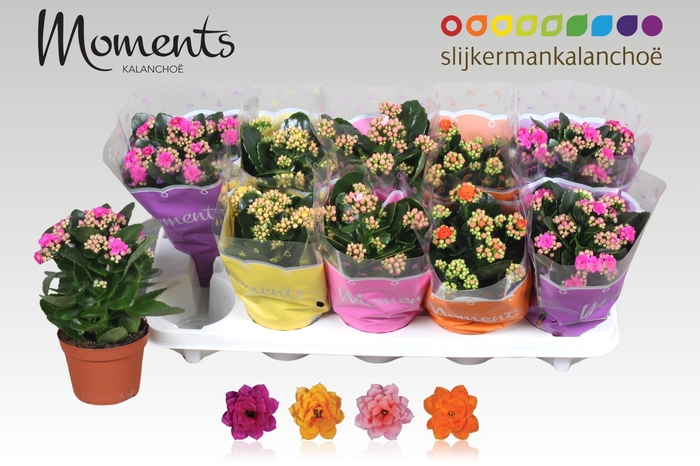 <h4>KAL GE GEM 4 KL</h4>