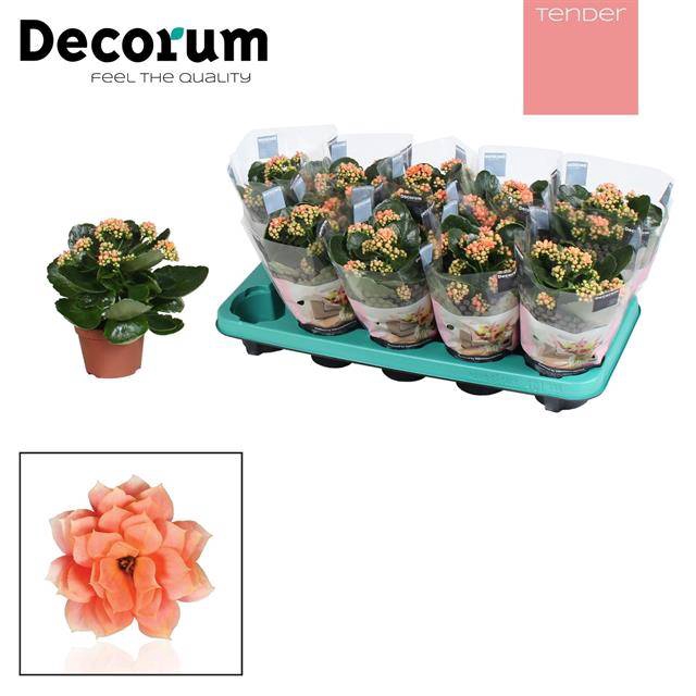 <h4>KALAN CALAN SERENITY PEACH</h4>