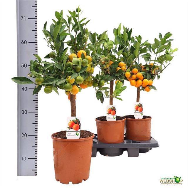 <h4>CITR MICROCARPA</h4>