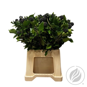 Hedera Bes 300gr
