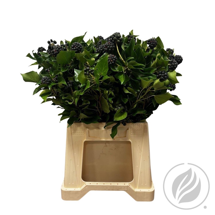 <h4>Hedera Bes 300gr</h4>