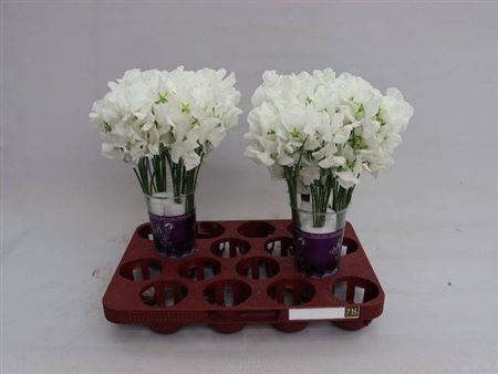 <h4>Lathyr Wi Suns White 35cm</h4>
