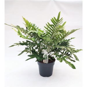 Blechnum tabulare ES23 5,0l