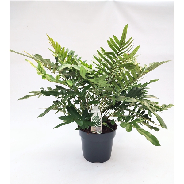 <h4>Fougères exterieur Blechnum tabulare</h4>