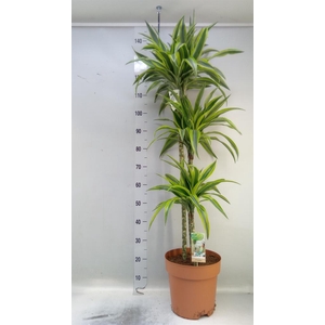 Dracaena fr de 'LemonLime'