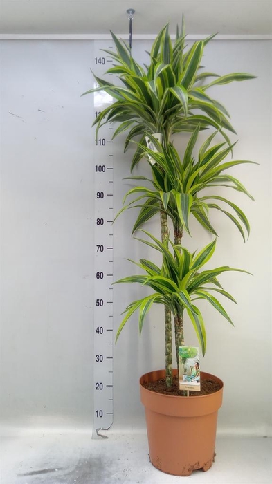 <h4>Dracaena fr de 'LemonLime'</h4>