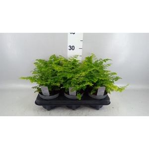Adiantum raddi. 'Fritz-Luthi'