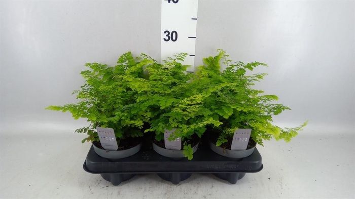 <h4>Adiantum raddi. 'Fritz-Luthi'</h4>