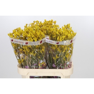 Anigozanthos Imani Yellow