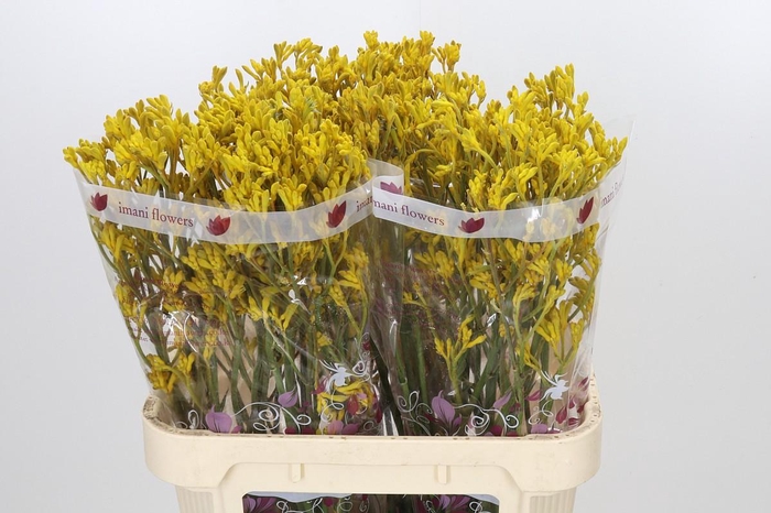 Anigozanthos Imani Yellow