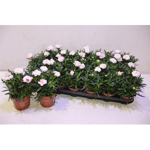 arr8 Dian Oscar White