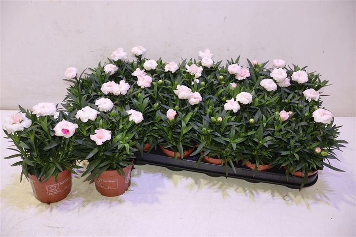 <h4>arr8 Dian Oscar White</h4>