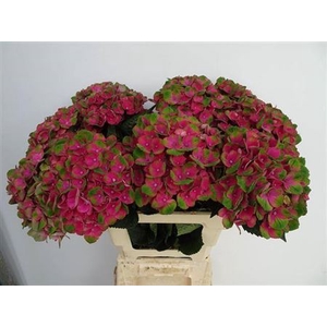 Hydr M Charlotte Red