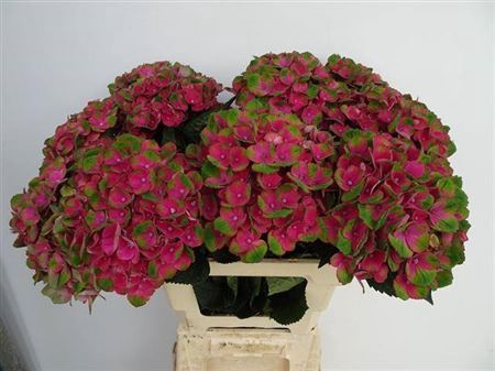 <h4>Hydr M Charlotte Red</h4>