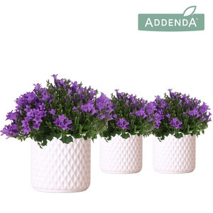 Campanula Addenda Ambella Intense purple in Diamond pot white