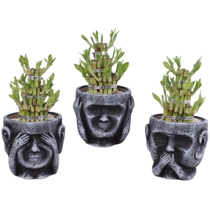 Lucky Bamboo Shape Round 3S in Ceramic pot Ø15cm