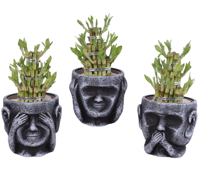 <h4>Lucky Bamboo Shape Round 3S in Ceramic pot Ø15cm</h4>