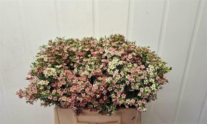 <h4>Chamelaucium uncinatum 'My Sweet 16'</h4>