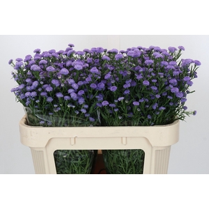 Aster Baby Blue