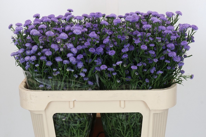 Aster Baby Blue