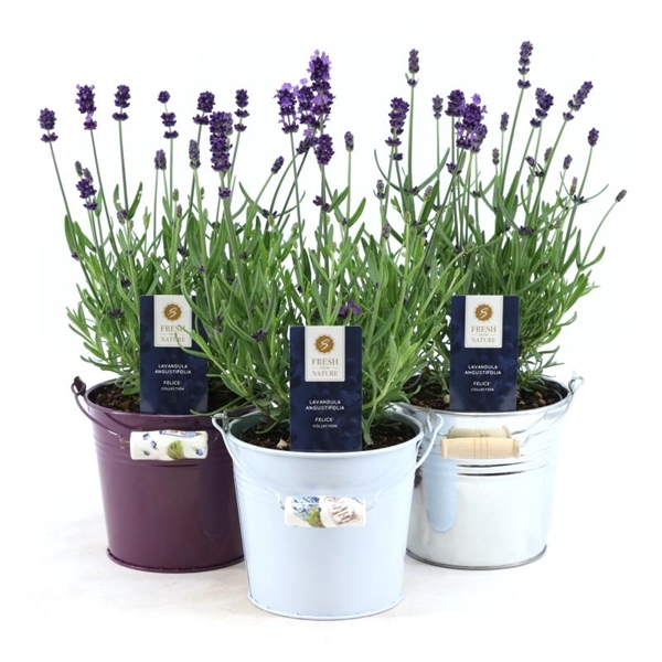 <h4>Lavandula ang. 'Felice'® Collection P12 in Zinc Mix</h4>