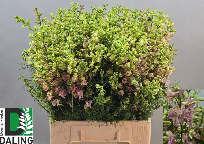 <h4>CONS RE Q LIGHT PINK</h4>