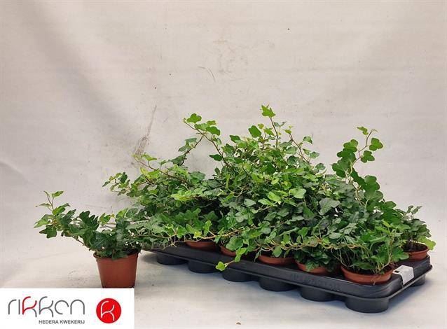 <h4>Hedera helix 'Wonder'</h4>
