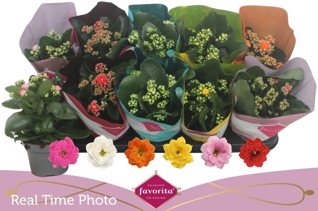 <h4>Kalanchoe blos. 'Perfecta'  ..mix 6</h4>