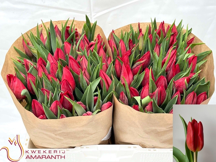 <h4>TU EN STRONG LOVE</h4>