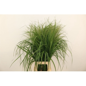 Siergras Panicum Vir Squaw