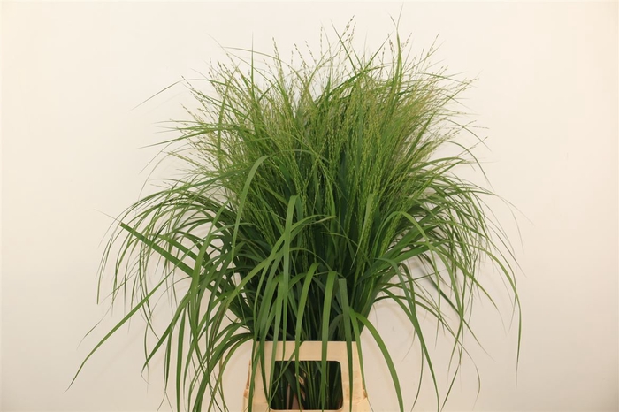 <h4>Siergras Panicum Vir Squaw</h4>