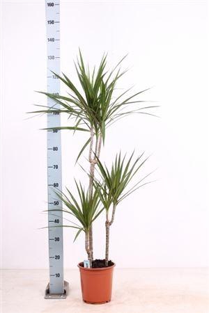 Dra Marginata