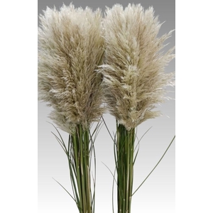 CORTADERIA OV