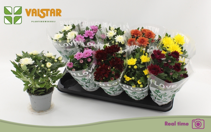 <h4>CHRYS GEM 6 KL</h4>