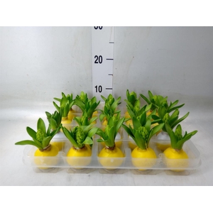 Hyacinthus orie.   ...waxed L%